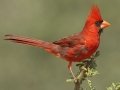 Northern Cardinal - Santa Clara Ranch, McCook