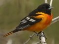 Baltimore Oriole - South Padre Island