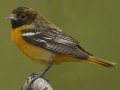 Baltimore Oriole - South Padre Island