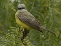 Couch's Kingbird - South Padre Island