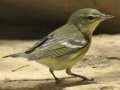 Cerulean Warbler - South Padre Island