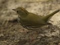 Ovenbird - South Padre Island
