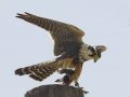 Aplomado Falcon juvenile - Laguna Atascosa National Wildlife Refuge