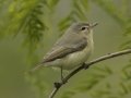 Warbling Vireo (Eastern) - South Padre Island