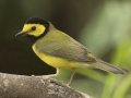 Hooded Warbler - South Padre Island