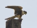 Aplomado Falcon juvenile - Laguna Atascosa National Wildlife Refuge
