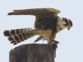 Aplomado Falcon juvenile - Laguna Atascosa National Wildlife Refuge