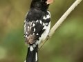 Rose-breasted Grosbeak - South Padre Island