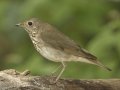 Gray-cheeked Thrush - South Padre Island