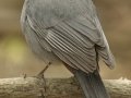 Gray Catbird - South Padre Island