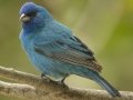 Indigo Bunting - South Padre Island