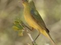 Painted Bunting - Santa Clara Ranch, McCook
