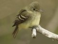 Acadian Flycatcher - South Padre Island