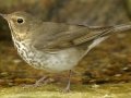 Swainson's Thrush - South Padre Island