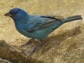 Indigo Bunting - South Padre Island