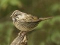 Lincoln's Sparrow - South Padre Island
