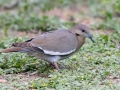 White-winged Dove - Salineño Wildlife Preserve--DeWind's Yard, Starr, Texas, Jan 23, 2023