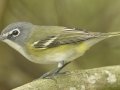 Blue-headed Vireo - South Padre Island