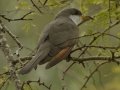 Yellow-billed Cuckoo