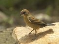 Blue Grosbeak - South Padre Island