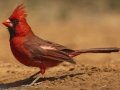 Northern Cardinal - Santa Clara Ranch, McCook