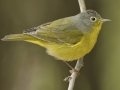 Nashville Warbler - South Padre Island