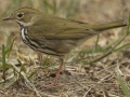 Ovenbird - South Padre Island