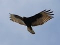 Zone-tailed Hawk - Salineño Wildlife Preserve--DeWind's Yard, Starr, Texas, Jan 23, 2023