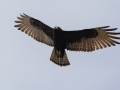 Zone-tailed Hawk - Salineño Wildlife Preserve--DeWind's Yard, Starr, Texas, Jan 23, 2023