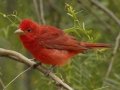 Summer Tanager - South Padre Island