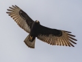 Zone-tailed Hawk - Salineño Wildlife Preserve--DeWind's Yard, Starr, Texas, Jan 23, 2023