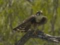 Aplomado Falcon juvenile - Laguna Atascosa National Wildlife Refuge
