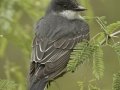 Eastern Kingbird - Estero Llano Grande State Park, Weslaco