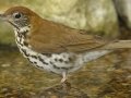 Wood Thrush
