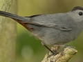 Gray Catbird - South Padre Island