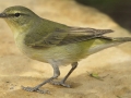 Tennessee Warbler - South Padre Island
