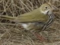 Ovenbird - South Padre Island