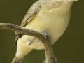Philadelphia Vireo - South Padre Island