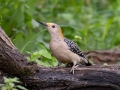 Golden-fronted Woodpecker - Salineño Wildlife Preserve--DeWind's Yard, Starr, Texas, Jan 23, 2023