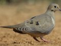 Mourning Dove  - Santa Clara Ranch, McCook