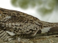 Common Nighthawk - South Padre Island