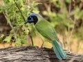 Green Jay - Salineño Wildlife Preserve--DeWind's Yard, Starr, Texas, Jan 23, 2023