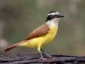Great Kiskadee - Salineño Wildlife Preserve--DeWind's Yard, Starr, Texas, Jan 23, 2023