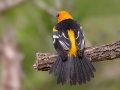Altamira Oriole - Salineño Wildlife Preserve--DeWind's Yard, Starr, Texas, Jan 23, 2023