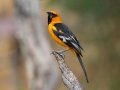Altamira Oriole - Salineño Wildlife Preserve--DeWind's Yard, Starr, Texas, Jan 23, 2023