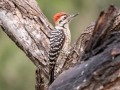 Ladder-backed Woodpecker - Salineño Wildlife Preserve--DeWind's Yard, Starr, Texas, Jan 23, 2023