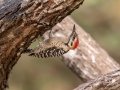 Ladder-backed Woodpecker - Salineño Wildlife Preserve--DeWind's Yard, Starr, Texas, Jan 23, 2023
