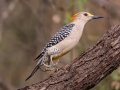 Golden-fronted Woodpecker - Salineño Wildlife Preserve--DeWind's Yard, Starr, Texas, Jan 23, 2023
