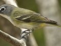 Blue-headed Vireo - South Padre Island