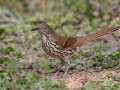 Long-billed Thrasher - Salineño Wildlife Preserve--DeWind's Yard, Starr, Texas, Jan 23, 2023